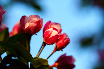 Obraz premium Close-up photo of bud of Chinese flowering crabapple blossom in sunlight under blue sky