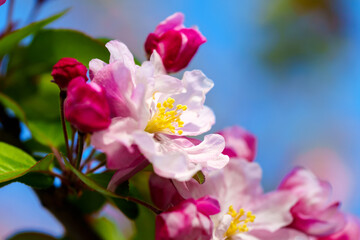Chinese flowering crabapple blossom in sunlight under blue sky