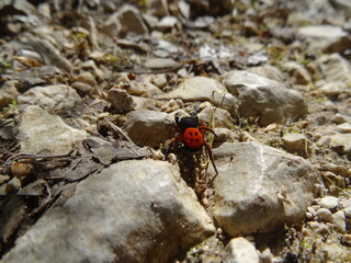 Pretty spider ladybug moving on a pebble floor - Jolie araignée érèse Coccinelle se déplaçant sur un sol de caillou