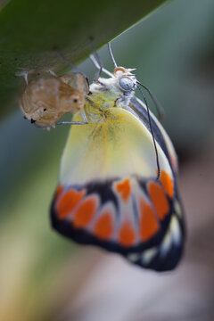 Butterfly emerging from a cocoon