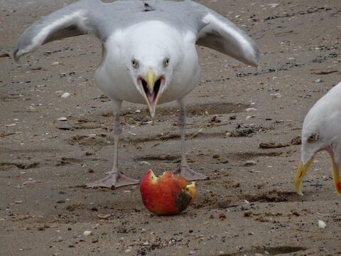 Herring gull defending an apple core on a sandy beach - Go&eacute;land argent&eacute; d&eacute;fendant un trognon de pomme sur une plage de sable fin