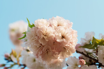 Sakura blossom in sunlight under blue sky