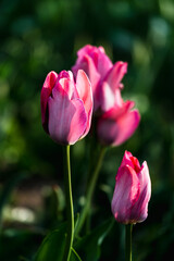Fototapeta premium Close-up photo of blooming tulip in bright sunlight against dark background