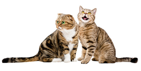 Two cats Scottish Fold and Scottish Straight sitting together isolated on white background