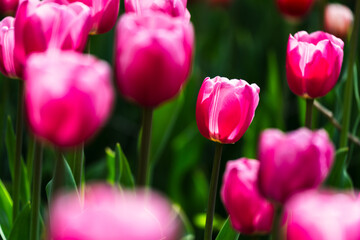 Close-up photo of blooming tulip in bright sunlight against dark background