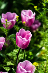Obraz premium Close-up photo of blooming tulip in bright sunlight against dark background