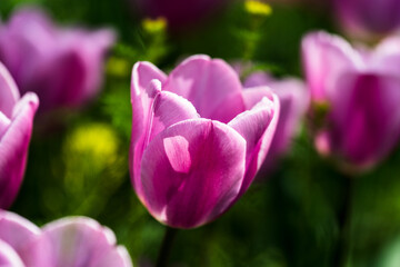 Close-up photo of blooming tulip in bright sunlight against dark background
