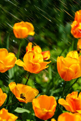 Close-up photo of blooming tulip with water drop in bright sunlight
