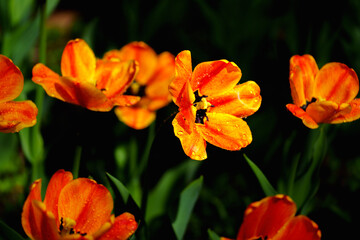 Close-up photo of blooming tulip with water drop in bright sunlight