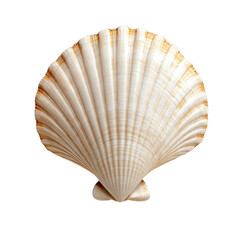 Seashell, isolated on a transparent background PNG file.