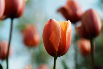 Close-up photo of blooming tulip in bright sunlight
