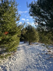 Snow-covered path through a pine forest under a blue sky - Chemin enneigé dans une forêt de pins sous un ciel bleu