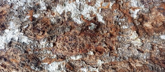 Weathered Tree Bark Texture with Natural Grunge Elements