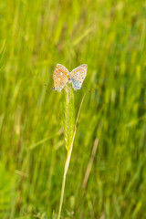 Two bright colorful butterflies landed on