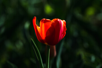 Close-up photo of blooming tulip in bright sunlight against dark background