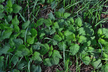 top view of Stinging Nettles Growing in a Meadow