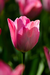Close-up photo of blooming tulip in bright sunlight