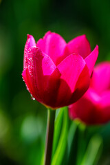 Fototapeta premium Close-up photo of blooming tulip with water drop in bright sunlight