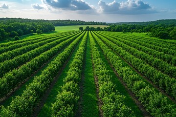 Fresh crop plantation in countryside field high resolution picture