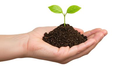 Isolated Hand Holding Young Plant
