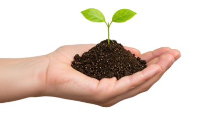 Isolated Hand Holding Young Plant