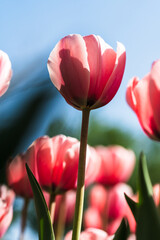 Close-up photo of pink tulip in bright sunlight