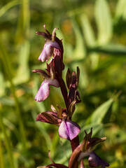 Orchidea Selvatica Anacamptis Collina Fotografata nel Sud Sardegna