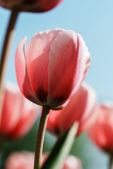 Close-up photo of pink tulip in bright sunlight
