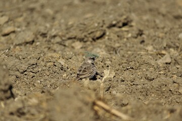 Ashy crowned sparrow lark standing on sand.
