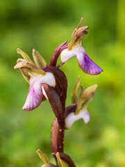 Orchidea Selvatica Anacamptis Collina Fotografata nel Sud Sardegna