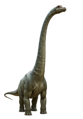 Obraz premium Brachiosaurus Dinosaur Isolated Ancient Reptile with Long Neck Transparent