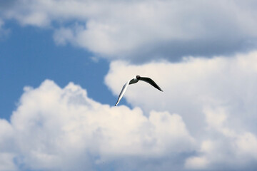 A Single Seagull Glides Effortlessly With Wings Outstretched Across A Blue Sky Filled With Large...