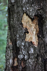 Close Up Of A Birch Tree Trunk Showing A Large Area Of Damaged Bark And Exposed Lighter Colored Wood. Forest Detail.