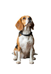 Cute Beagle Portrait Isolated Dog Puppy Sitting on Transparent Background