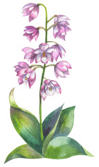 Dendrobium Bardo Rose orchid Аustralia. 
Watercolor hand drawing painted illustration.