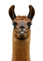 Cute Llama Portrait with Brown Fur Funny Face Transparent Background