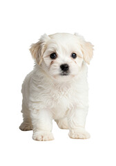 Cute White Puppy Isolated Pet Adorable Animal Transparent Background