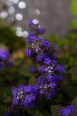 早朝の水辺に咲くアジュガ（十二単）の花
