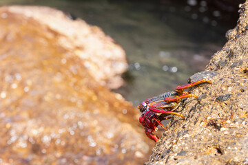 The East Atlantic Sally Lightfoot Crab  on rocks on the northern coast of Gran Canaria in the Canary Islands, Spain. East Atlantic Sally Lightfoot Crab - Grapsus adscensionis. 