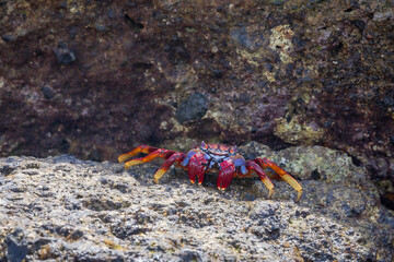 The East Atlantic Sally Lightfoot Crab  on rocks on the northern coast of Gran Canaria in the Canary Islands, Spain. East Atlantic Sally Lightfoot Crab - Grapsus adscensionis. 