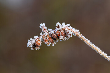 Ice crystals on a plant bud