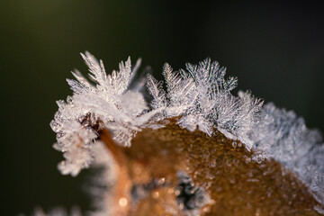 Ice crystals on a leaf (2)