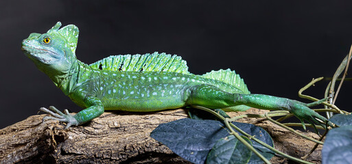 Close-up view of a Plumed basilisk (Basiliscus plumifrons)