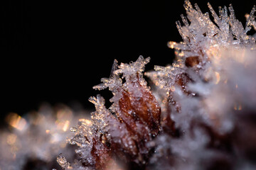 Birdlike ice crystal on a plant bud (2)