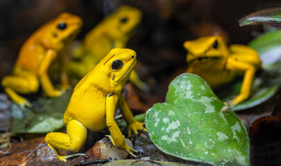 Close-up view of a Golden poison frog (Phyllobates terribilis)