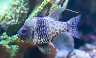 Close-up view of a pajama cardinalfish (Sphaeramia nematoptera)