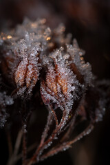 Ice crystals on a plant bud (2)