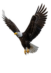 Fototapeta premium Flying Bald Eagle Bird with Transparent Background Isolated Design