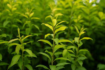 Fototapeta premium green tea leaves