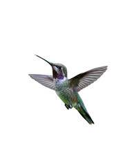 Fototapeta premium Hummingbird Flying Wildlife with Transparent Background Detailed Bird Wings